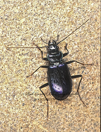 Nebria piperi 149707z