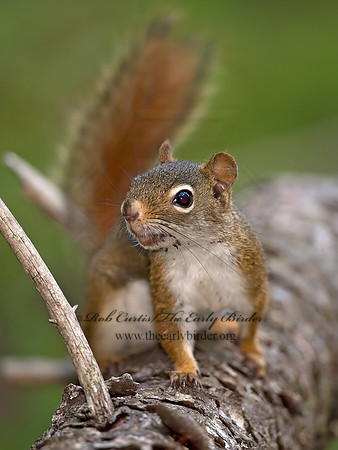 Tamiasciurus hudsonicus  AMERICAN RED SQUIRREL 9036350z