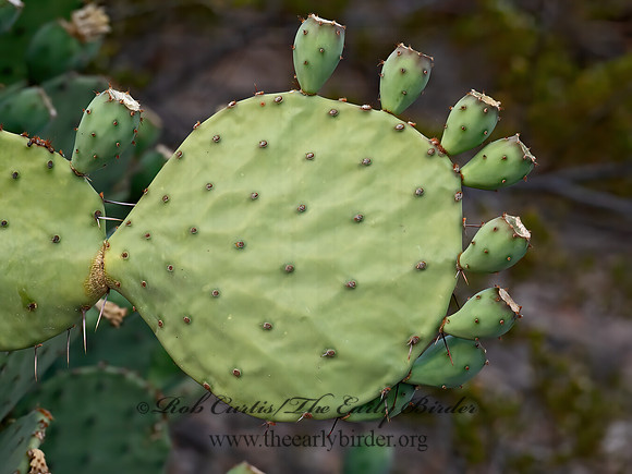 Opuntia rufida  BLIND PRICKLY PEAR 6040580z