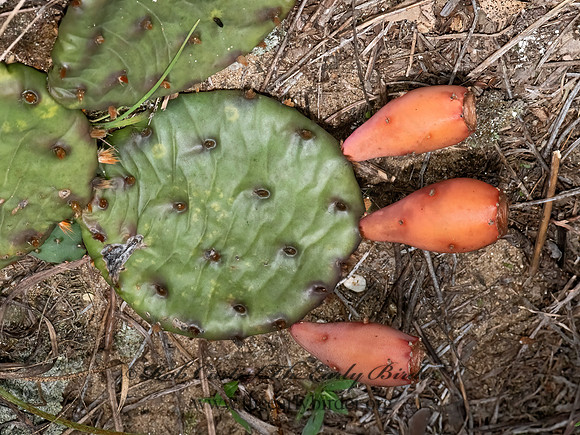 Opuntia cespitosa  EASTERN PRICKLY PEAR 3026311z-