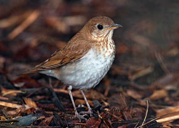 Catharus fuscescens  VEERY 3007751z