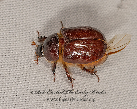 Pleocoma  RAIN BEETLE 3025175