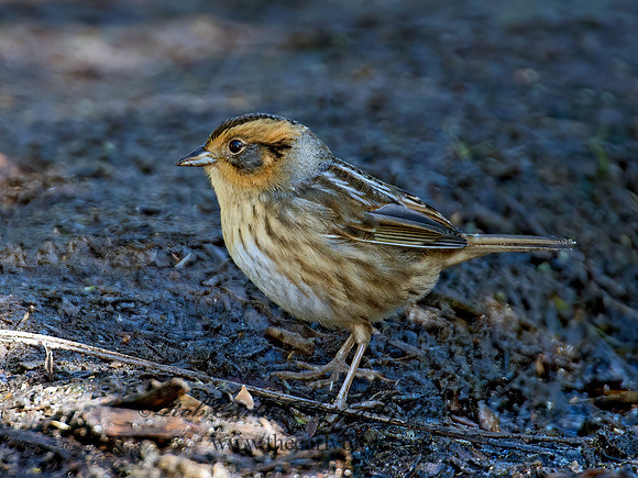 Ammospiza nelsoni  NELSON'S SPARROW 9004889z