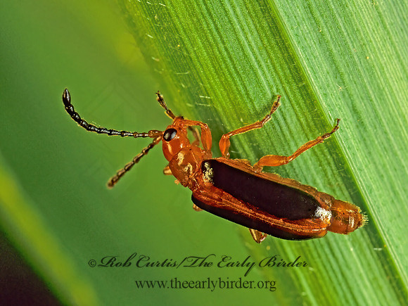 Phyllobrotica limbata 172929 z