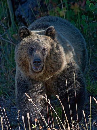 Ursus arctos horribilis  GRIZZLY BEAR 6036884z