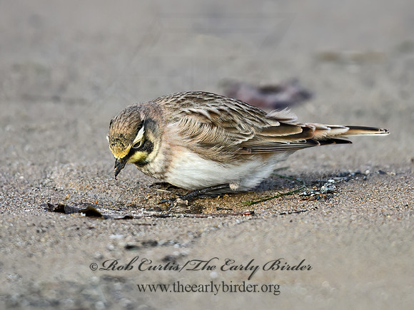 Eremophila alpestris  HORNED LARK 1307907z