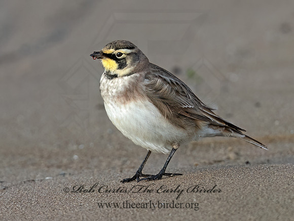 Eremophila alpestris  HORNED LARK 1307936z