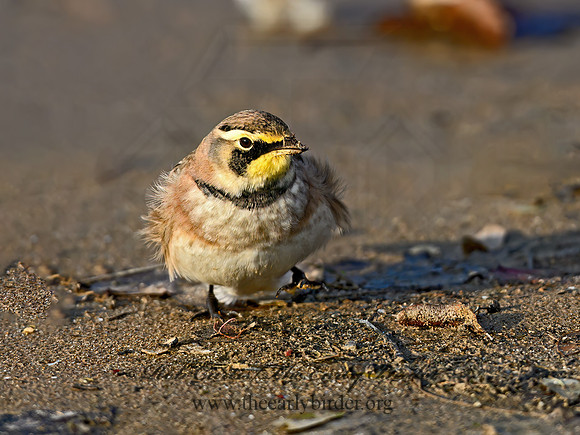 Eremophila alpestris  HORNED LARK 1307921z
