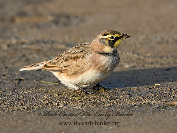 Eremophila alpestris  HORNED LARK 1307923z