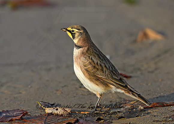 Eremophila alpestris  HORNED LARK 1307950z