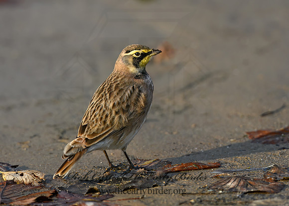 Eremophila alpestris  HORNED LARK 1307952z