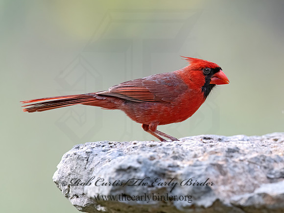 Cardinalis cardinalis  NORTHERN CARDINAL 3035331z