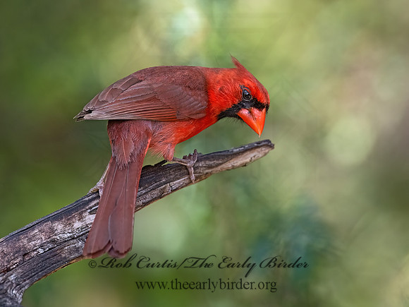 Cardinalis cardinalis  NORTHERN CARDINAL 3039655z