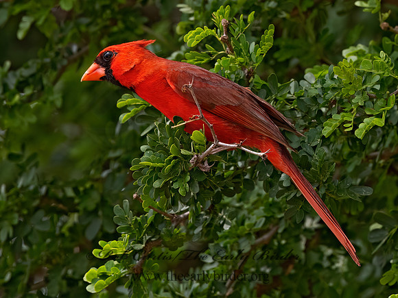 Cardinalis cardinalis  NORTHERN CARDINAL 3032681z