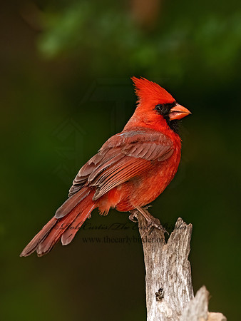Cardinalis cardinalis  NORTHERN CARDINAL 3032520z