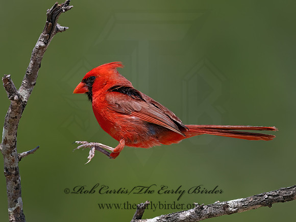 Cardinalis cardinalis  NORTHERN CARDINAL 3034647z