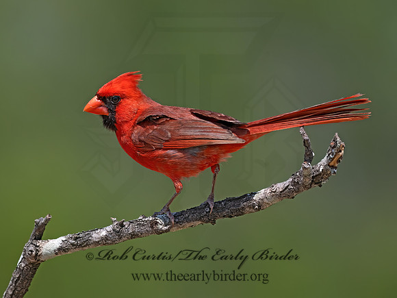 Cardinalis cardinalis  NORTHERN CARDINAL 3034646z
