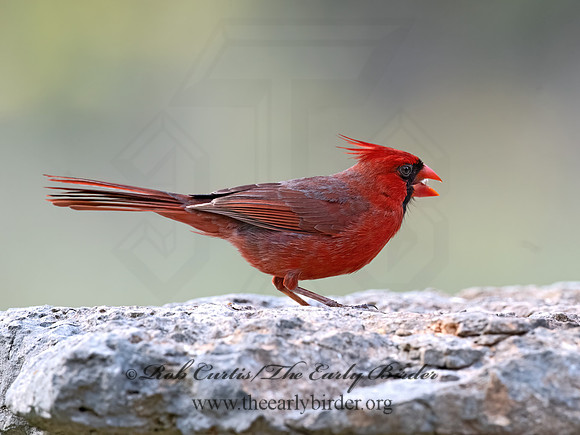 Cardinalis cardinalis  NORTHERN CARDINAL 3035332z