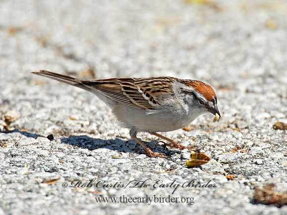 Spizella passerina  CHIPPING SPARROW 9021281z