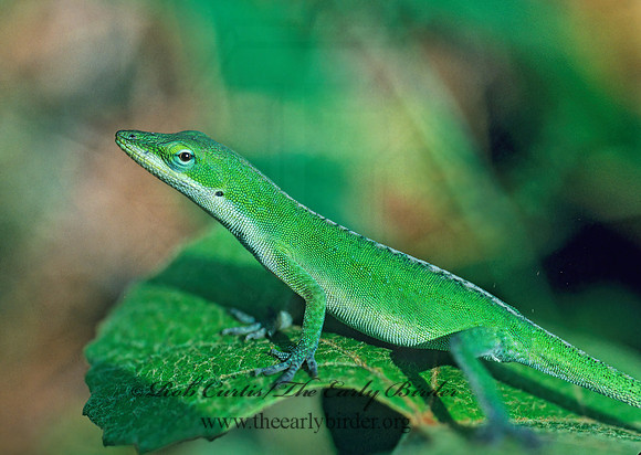 Anolis carolinensis  GREEN ANOLE 169235z