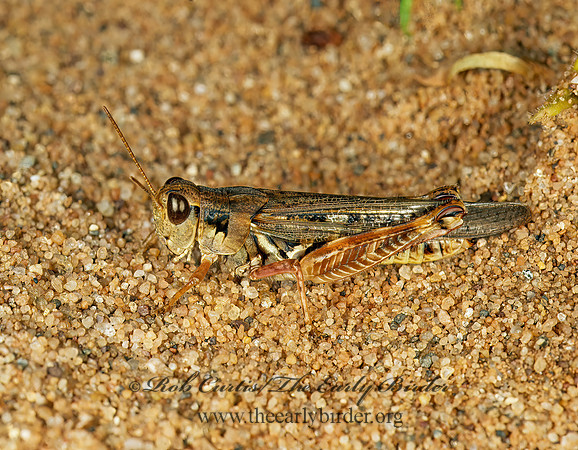 Camnula pellucida CLEAR-WINGED GRASSHOPPER 207636z
