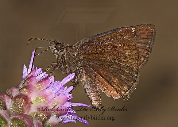 Erynnis horatius  HORACE'S DUSKYWING SKIPPER  6011990 z