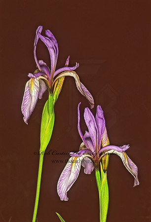 Iris missouriensis  ROCKY MOUNTAIN IRIS 113535z