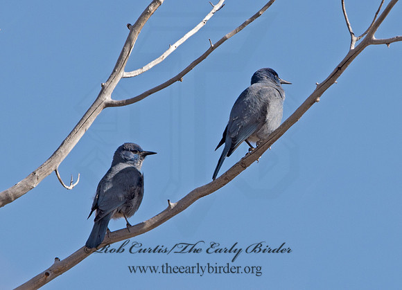 Gymnorhinus cyanocephalus  PINYON JAY 9054551