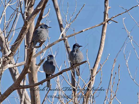 Gymnorhinus cyanocephalus  PINYON JAY 9054550