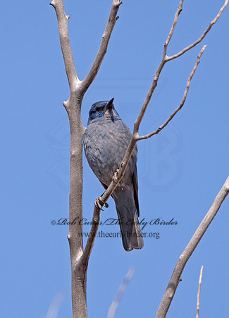 Gymnorhinus cyanocephalus  PINYON JAY 9054609