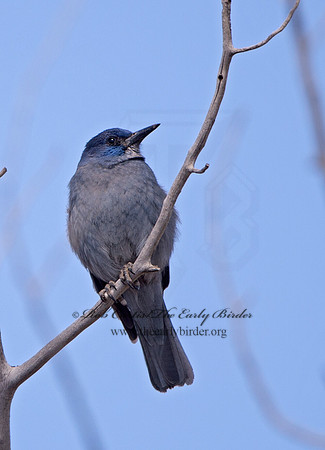Gymnorhinus cyanocephalus  PINYON JAY 9054612