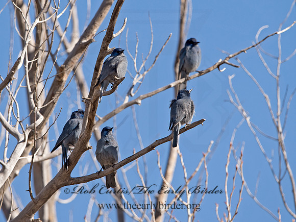 Gymnorhinus cyanocephalus  PINYON JAY 9054553