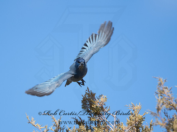 Gymnorhinus cyanocephalus  PINYON JAY 9054620
