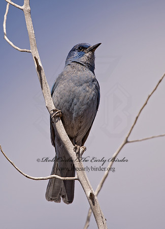 Gymnorhinus cyanocephalus  PINYON JAY 9054616