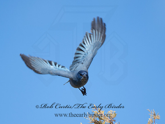 Gymnorhinus cyanocephalus  PINYON JAY 9054621