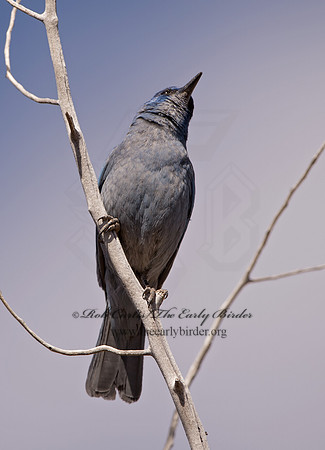 Gymnorhinus cyanocephalus  PINYON JAY 9054618