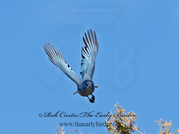 Gymnorhinus cyanocephalus  PINYON JAY 9054622