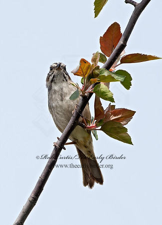 Melospiza georgiana  SWAMP SPARROW 9042986z