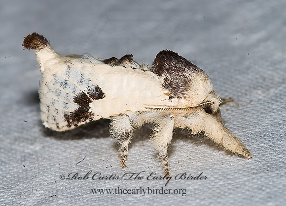 Givira theodori LEOPARD MOTH 6025111z