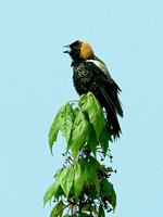 Dolichonyx oryzivorus BOBOLINK 4000754 z