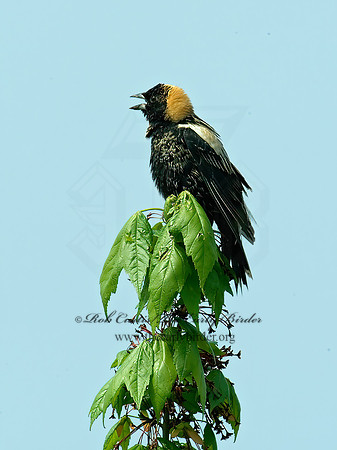 Dolichonyx oryzivorus  BOBOLINK 4000754 z