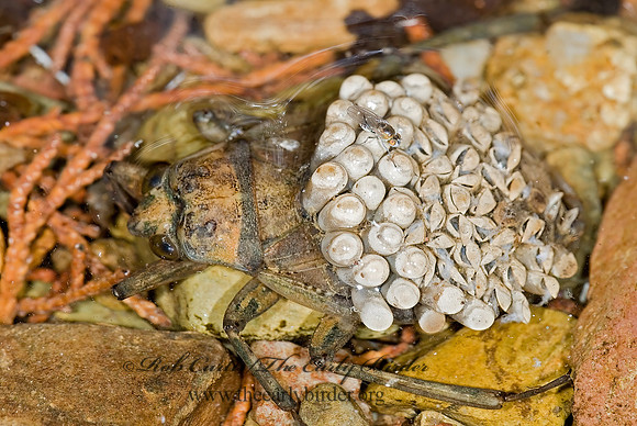Belastoma 7008959z