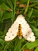 Estigmene�acrea  SALT MARSH MOTH 9049556z