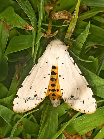 Estigmene�acrea  SALT MARSH MOTH 9049556z