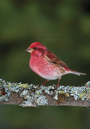 Haemorhous purpureus = PURPLE FINCH 161622