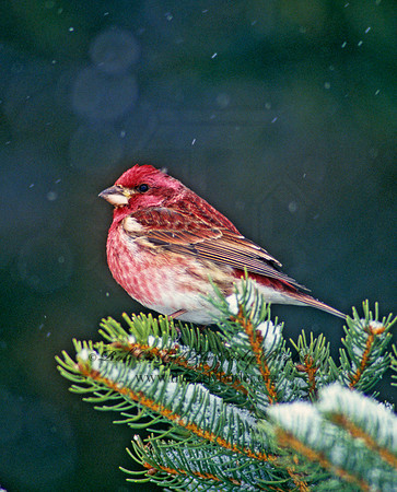 Haemorhous purpureus = PURPLE FINCH 161501
