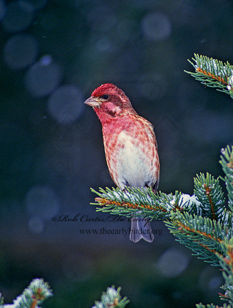 Haemorhous purpureus = PURPLE FINCH 161509