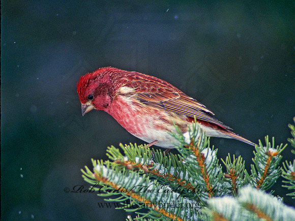 Haemorhous purpureus = PURPLE FINCH 161502
