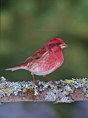 Haemorhous purpureus = PURPLE FINCH 161622 ,"1"