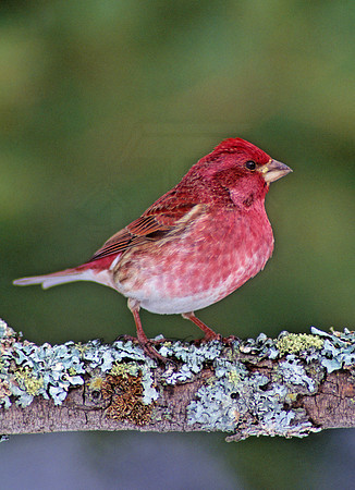 Haemorhous purpureus = PURPLE FINCH 161624